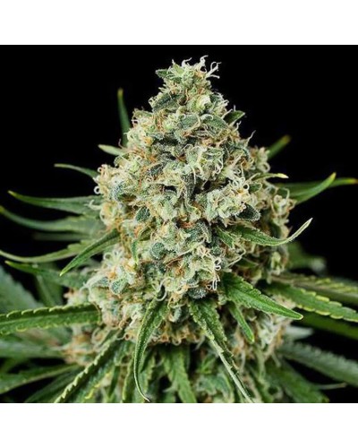 Critical Feminized