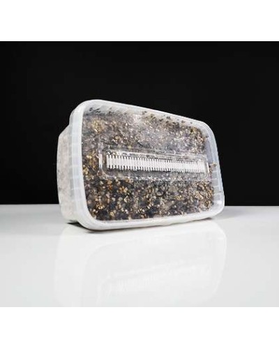 Cambodian Growkit • 1200 cc