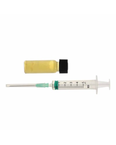 Golden Teacher • Culture Ampoule Set
