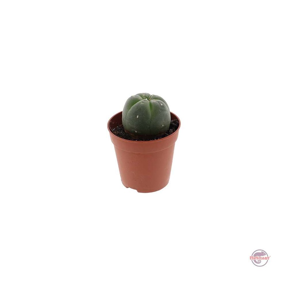 Peyote 2 • 3 cm