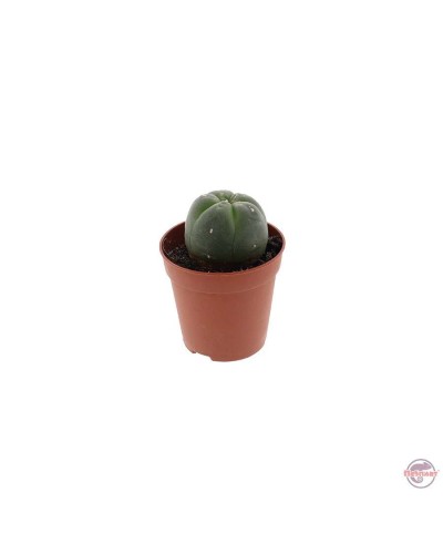 Peyote 3 • 4 cm