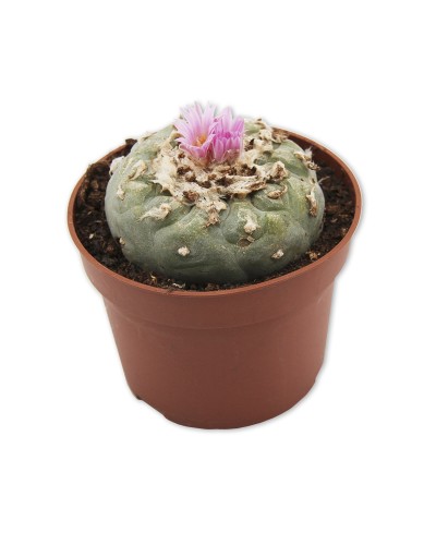 Peyote 5 • 7 cm