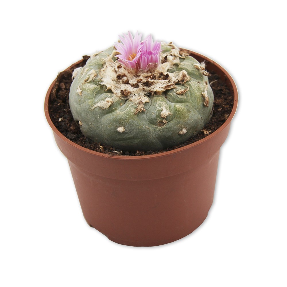 Peyote 5 • 7 cm Peyote 5 • 7 cm