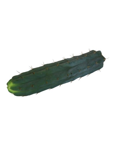 Cutting Bridgesii • 25 - 29 cm