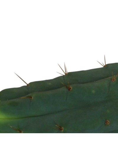 Cutting Bridgesii • 25 - 29 cm