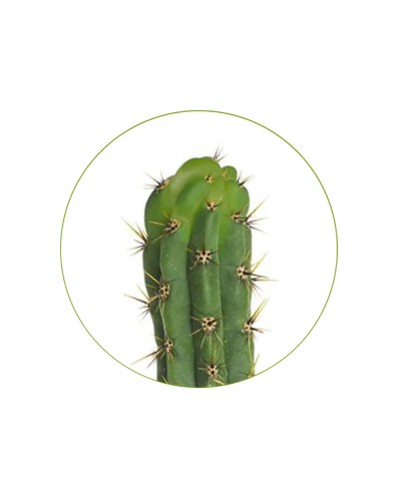San Pedro T. Peruvianus seeds • 100 stuks