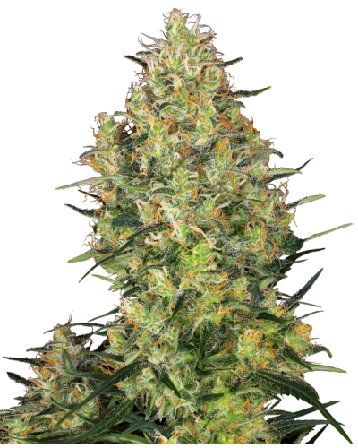Shiva Skunk • Standaard