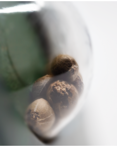 Ed Rosenthal Super Bud • Standaard