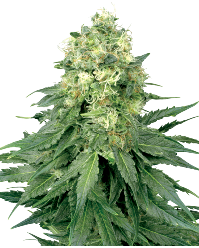 White Widow • Standaard