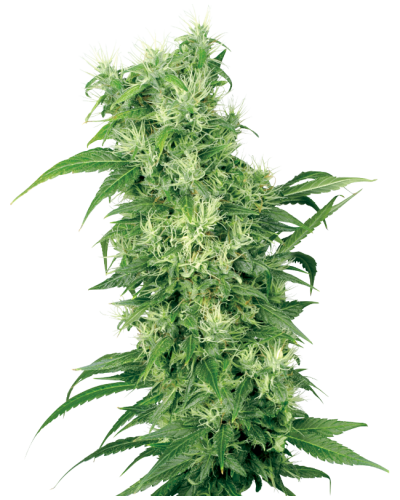 Female Mix • Gefeminiseerd
