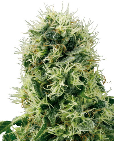 Pure Power Plant • Autoflower