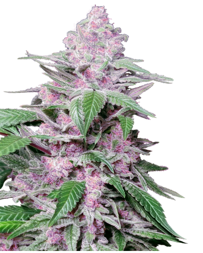 Purple Cookie Kush • Gefeminiseerd