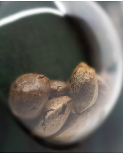 Big Bud • Gefeminiseerd
