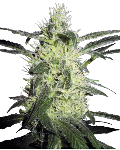Silver Haze • Gefeminiseerd