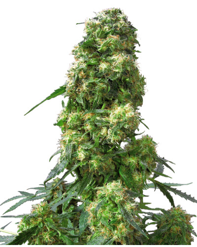 Early Skunk • Gefeminiseerd