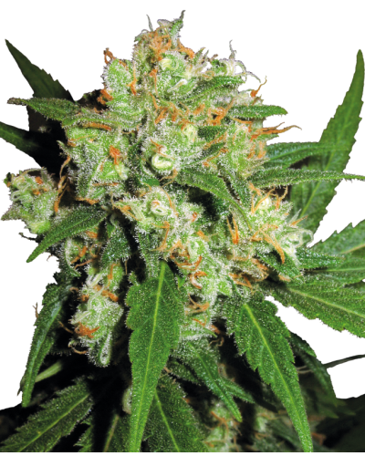 Sensi Skunk • Gefeminiseerd