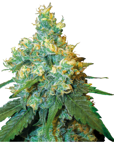 Jack Herer • Gefeminiseerd