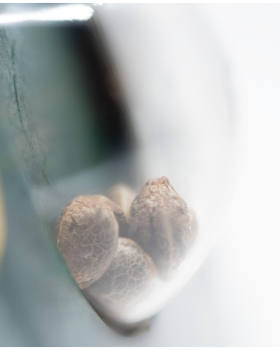 Jack Herer • Gefeminiseerd