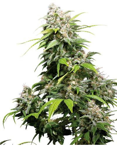 California Indica • Gefeminiseerd
