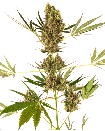 Alpine Delight CBD • Autoflower
