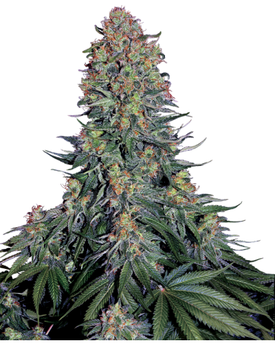 Blue Skunk © • Gefeminiseerd