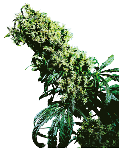 Northern Lights 5 xHaze • Standaard