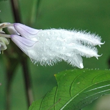 Salvia