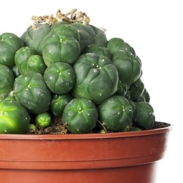 Cactus in pot