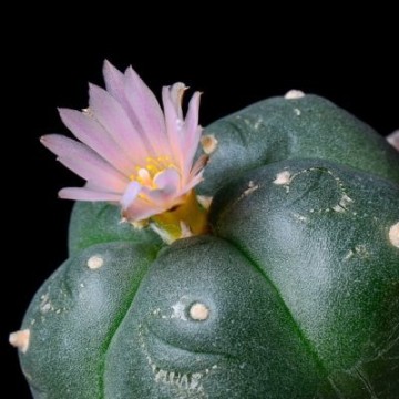 Cactos de Mescalina
