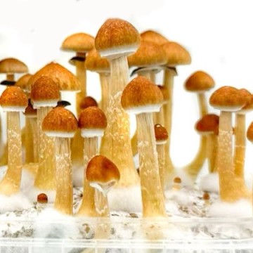 Setas mágicas Cubensis